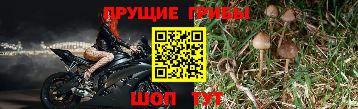 Геленджик  Псилоцибиновые грибы MAGIC MUSHROOMS  Вход с VPN  Псилоцибиновые грибы прущие грибы 